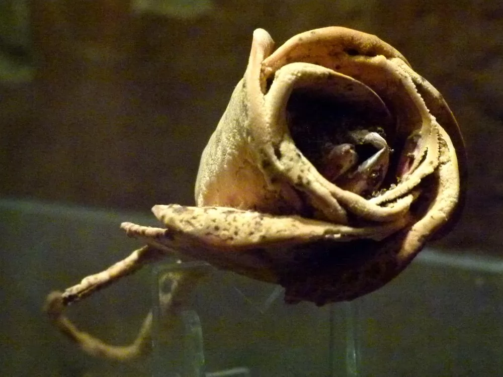 карловарская роза